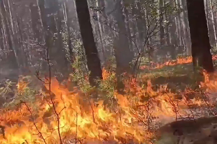 Пламя почти в человеческий рост - лесной пожар под Минусинском тушили 5 часов